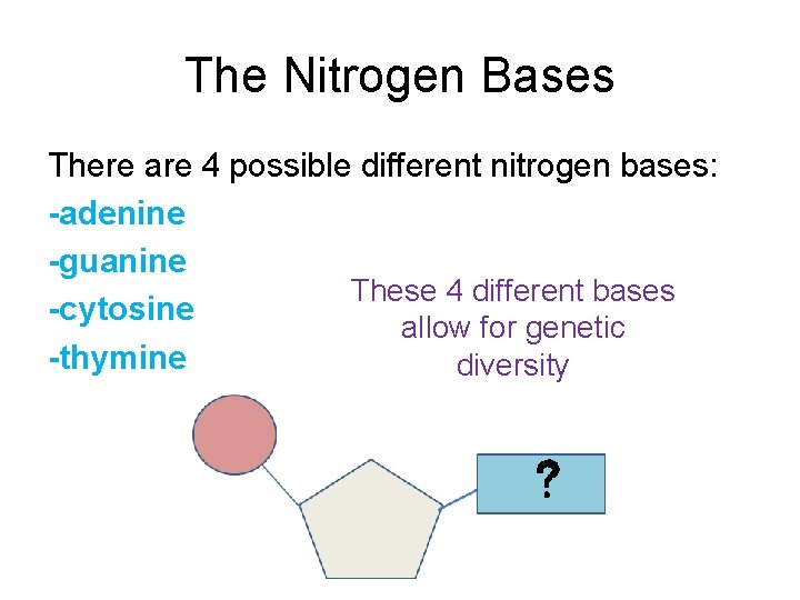 The Nitrogen Bases There are 4 possible different nitrogen bases: -adenine -guanine These 4