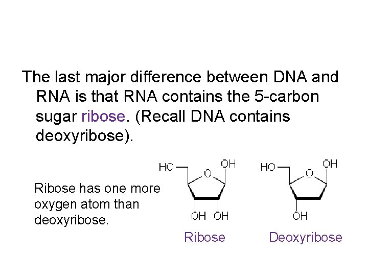 The last major difference between DNA and RNA is that RNA contains the 5