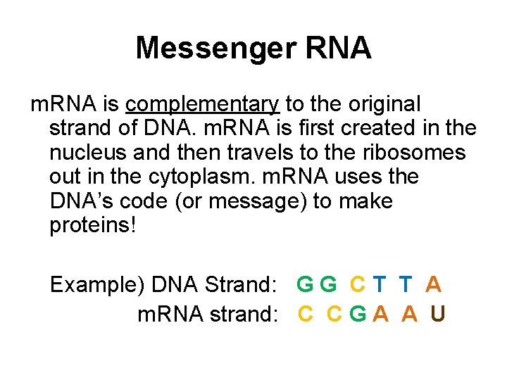 Messenger RNA m. RNA is complementary to the original strand of DNA. m. RNA