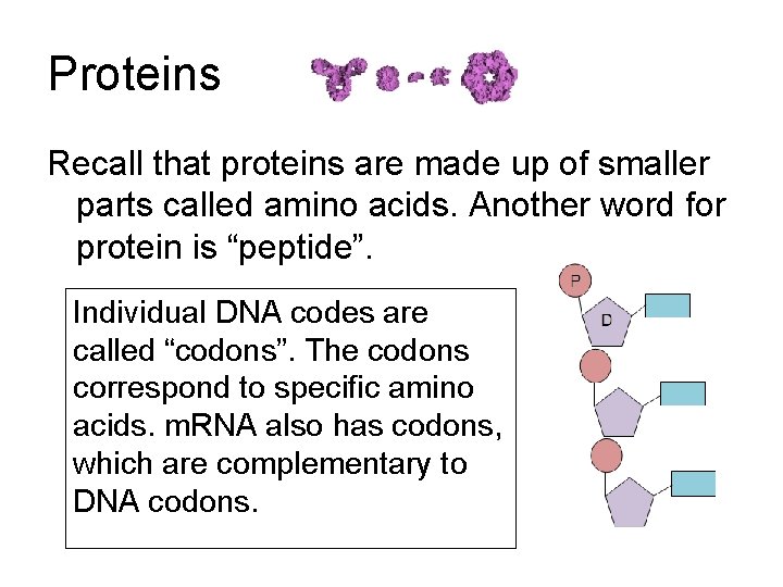 Proteins Recall that proteins are made up of smaller parts called amino acids. Another