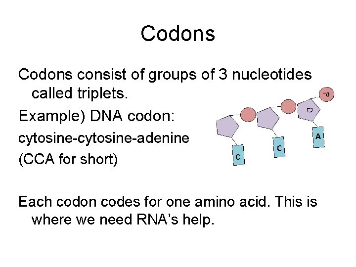 Codons consist of groups of 3 nucleotides called triplets. Example) DNA codon: cytosine-adenine (CCA