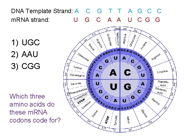 DNA Template Strand: A C G T T A G C C m. RNA