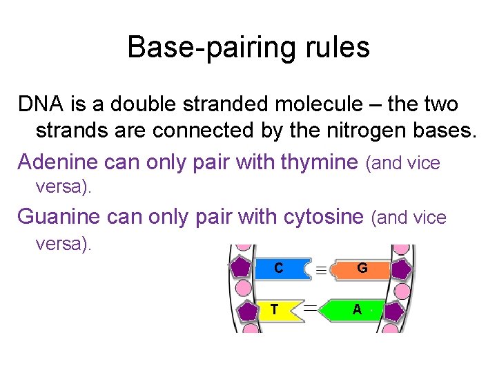 Base-pairing rules DNA is a double stranded molecule – the two strands are connected