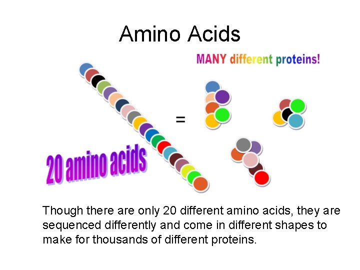 Amino Acids Though there are only 20 different amino acids, they are sequenced differently