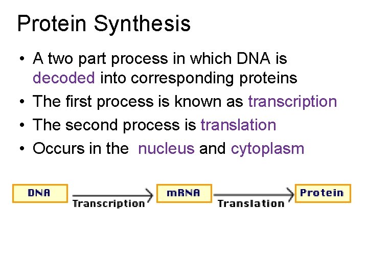  Protein Synthesis • A two part process in which DNA is decoded into