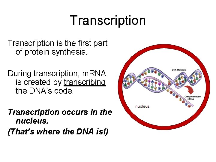 Transcription is the first part of protein synthesis. During transcription, m. RNA is created