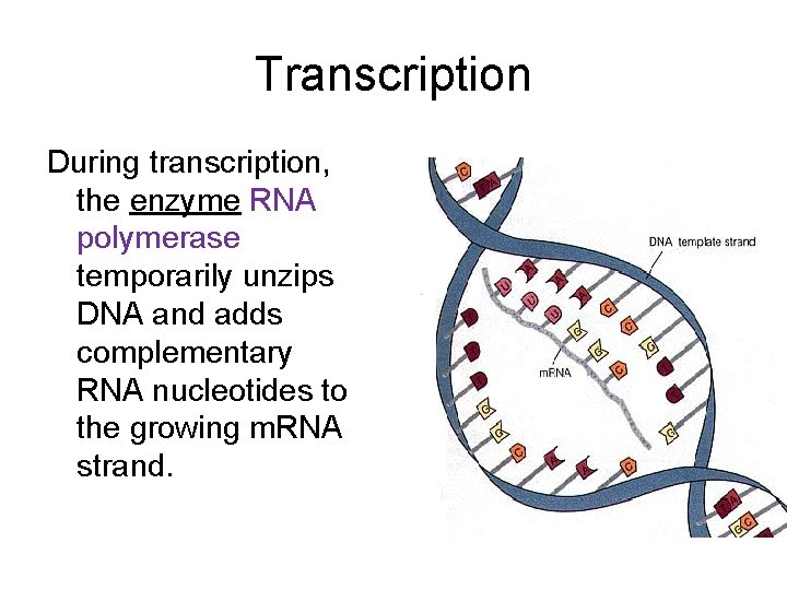 Transcription During transcription, the enzyme RNA polymerase temporarily unzips DNA and adds complementary RNA