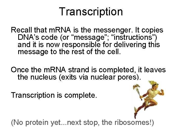 Transcription Recall that m. RNA is the messenger. It copies DNA’s code (or “message”;