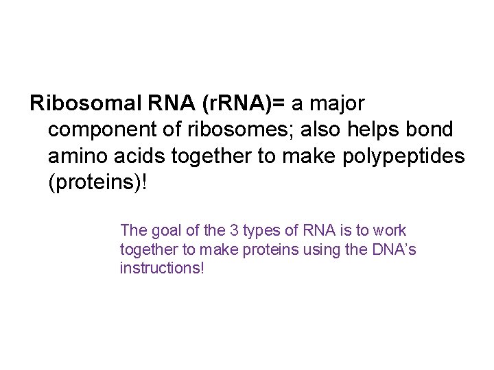 Ribosomal RNA (r. RNA)= a major component of ribosomes; also helps bond amino acids