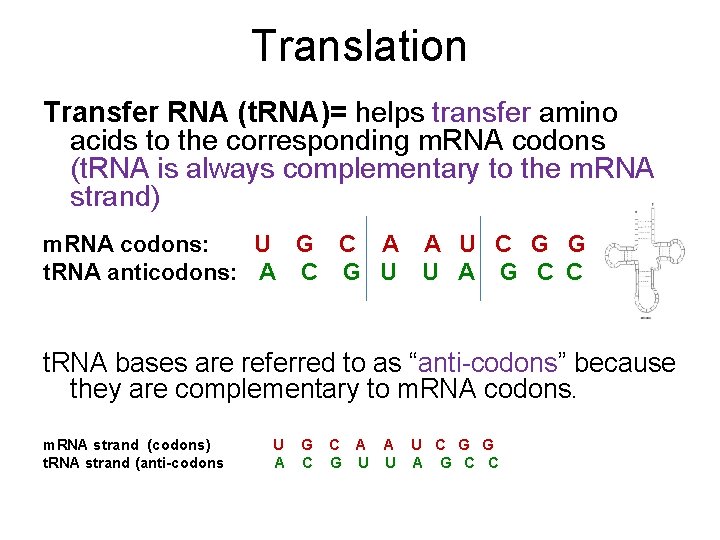 Translation Transfer RNA (t. RNA)= helps transfer amino acids to the corresponding m. RNA