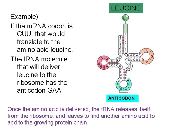 LEUCINE Example) If the m. RNA codon is CUU, that would translate to the