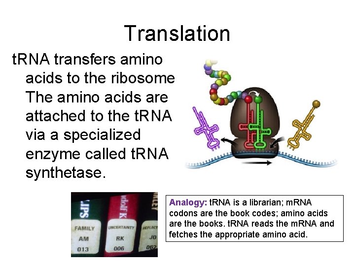 Translation t. RNA transfers amino acids to the ribosome. The amino acids are attached