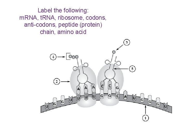 Label the following: m. RNA, t. RNA, ribosome, codons, anti-codons, peptide (protein) chain, amino