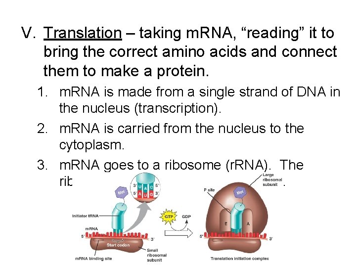 V. Translation – taking m. RNA, “reading” it to bring the correct amino acids