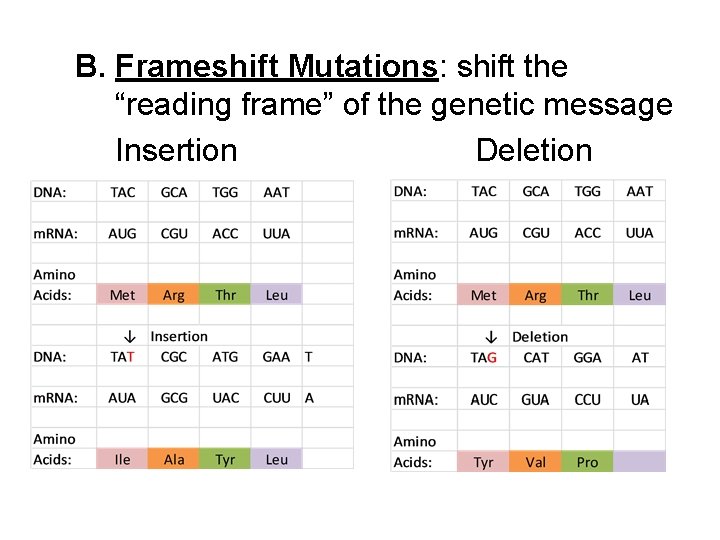 B. Frameshift Mutations: shift the “reading frame” of the genetic message Insertion Deletion 