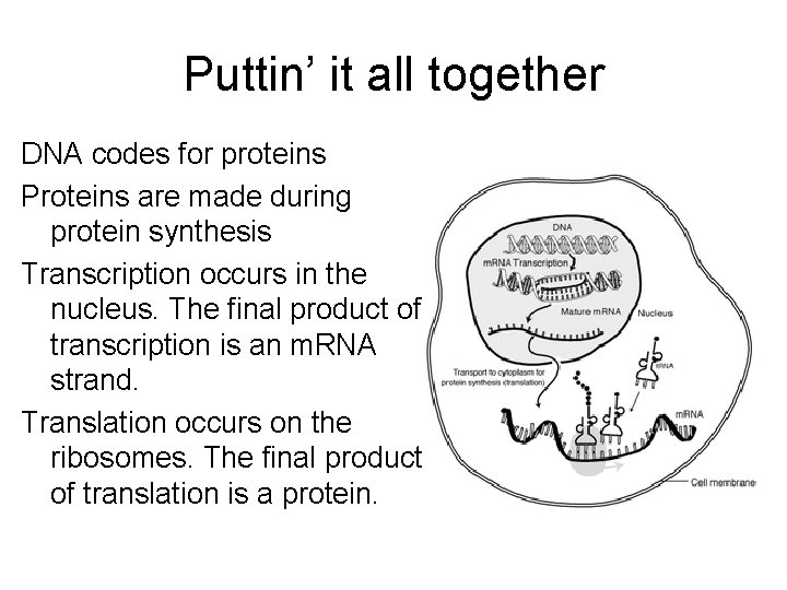 Puttin’ it all together DNA codes for proteins Proteins are made during protein synthesis