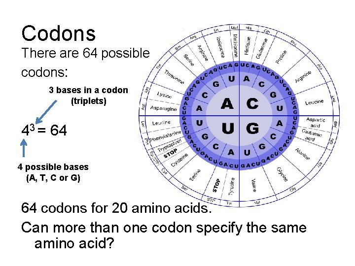 Codons There are 64 possible codons: 3 bases in a codon (triplets) 43 =