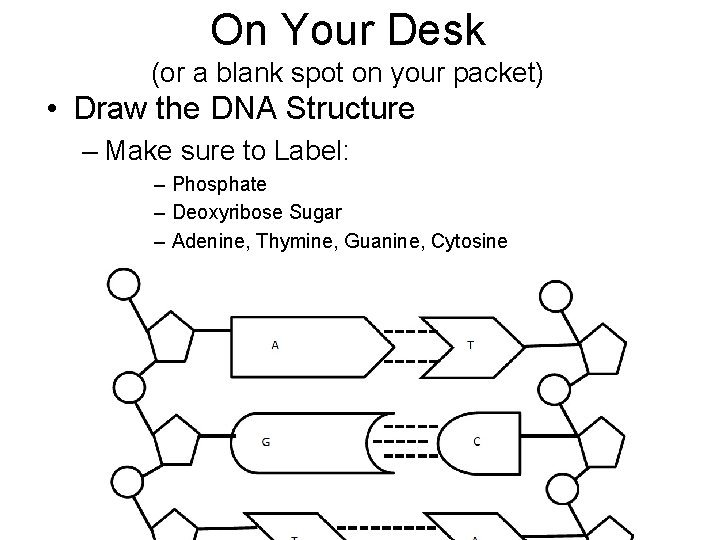 On Your Desk (or a blank spot on your packet) • Draw the DNA