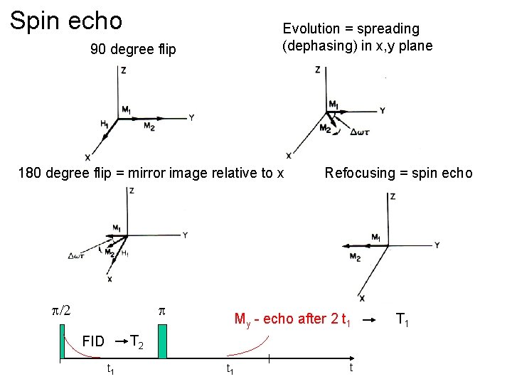 Spin echo Evolution = spreading (dephasing) in x, y plane 90 degree flip 180