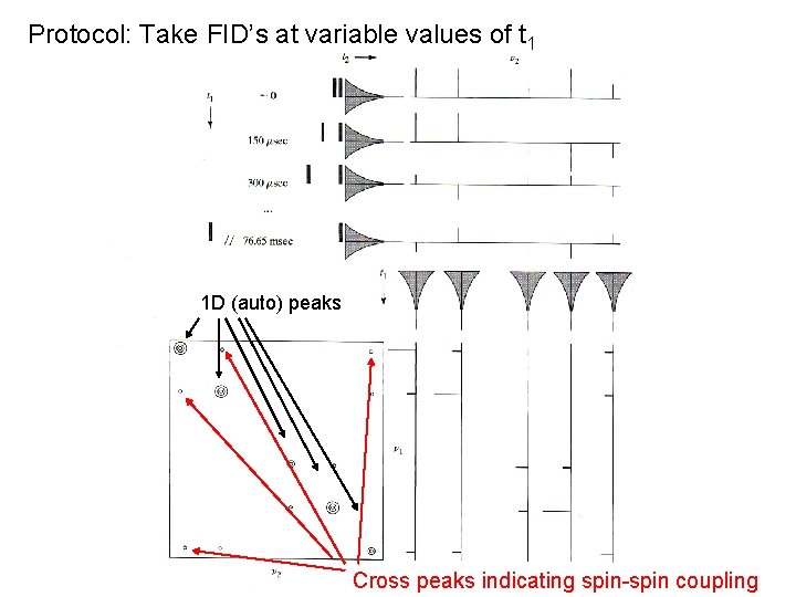 Protocol: Take FID’s at variable values of t 1 1 D (auto) peaks Cross