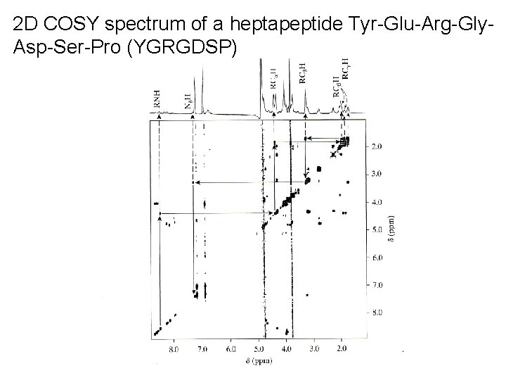 2 D COSY spectrum of a heptapeptide Tyr-Glu-Arg-Gly. Asp-Ser-Pro (YGRGDSP) 