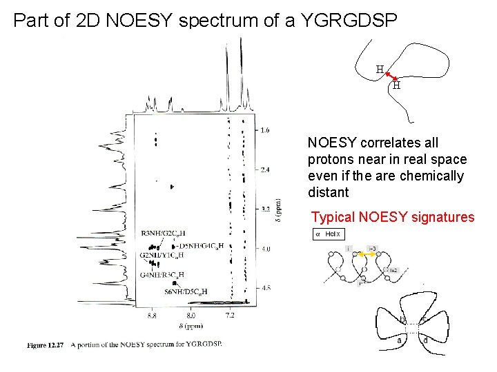 Part of 2 D NOESY spectrum of a YGRGDSP H H NOESY correlates all