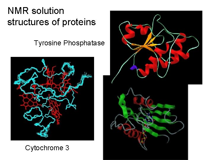 NMR solution structures of proteins Tyrosine Phosphatase Cytochrome 3 