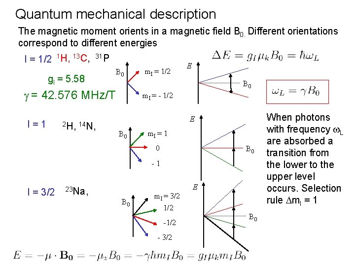 Quantum mechanical description The magnetic moment orients in a magnetic field B 0. Different