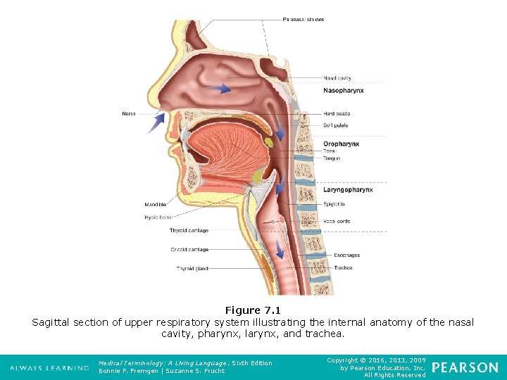 Figure 7. 1 Sagittal section of upper respiratory system illustrating the internal anatomy of