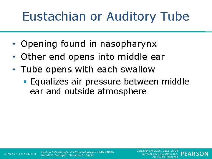 Eustachian or Auditory Tube • Opening found in nasopharynx • Other end opens into