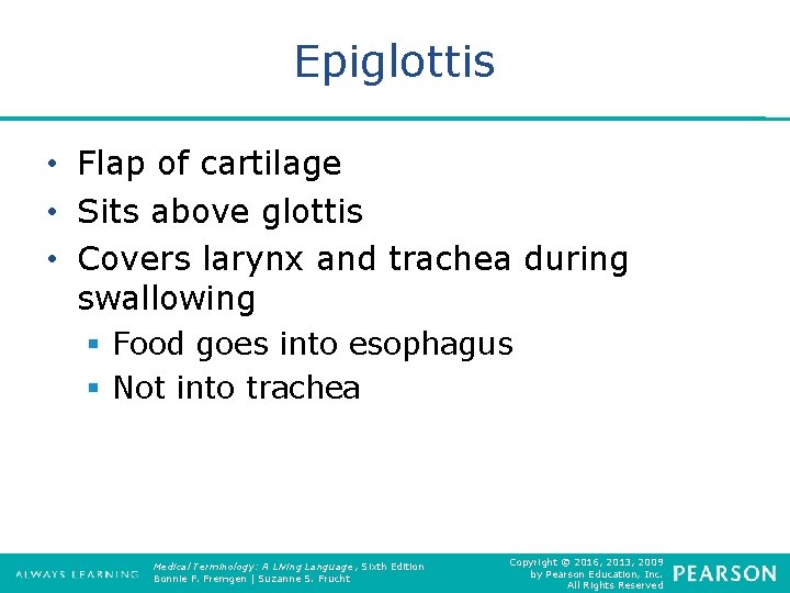 Epiglottis • Flap of cartilage • Sits above glottis • Covers larynx and trachea