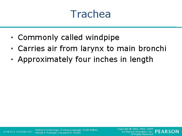 Trachea • Commonly called windpipe • Carries air from larynx to main bronchi •