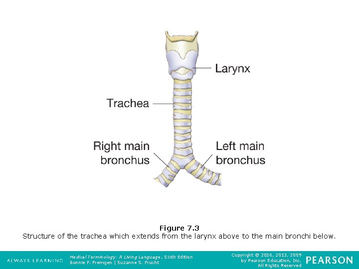 Figure 7. 3 Structure of the trachea which extends from the larynx above to