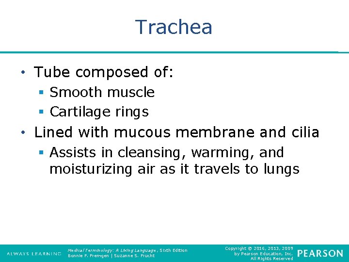 Trachea • Tube composed of: § Smooth muscle § Cartilage rings • Lined with