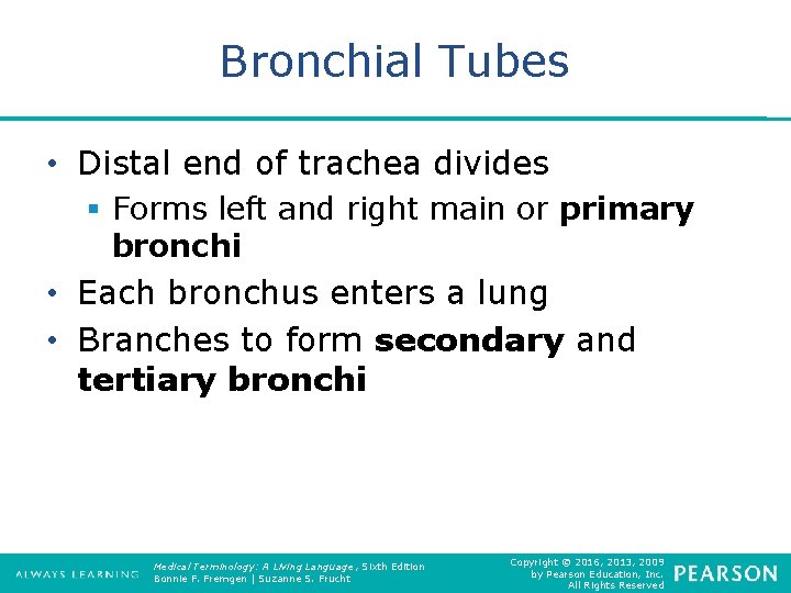 Bronchial Tubes • Distal end of trachea divides § Forms left and right main