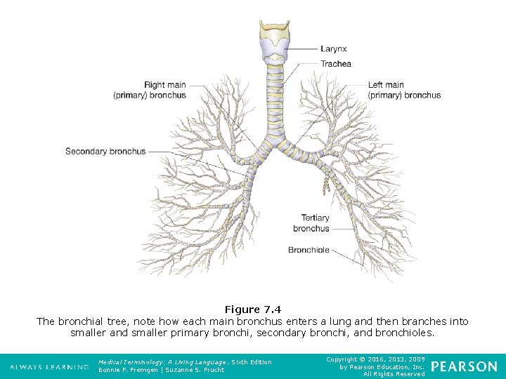 Figure 7. 4 The bronchial tree, note how each main bronchus enters a lung