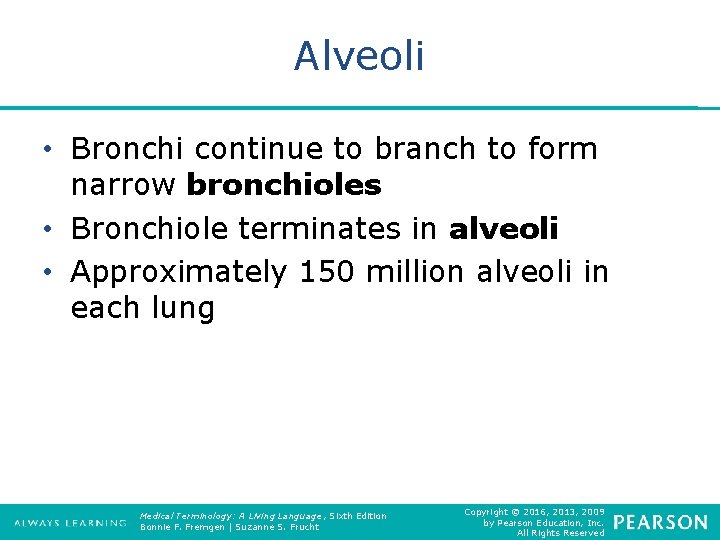 Alveoli • Bronchi continue to branch to form narrow bronchioles • Bronchiole terminates in