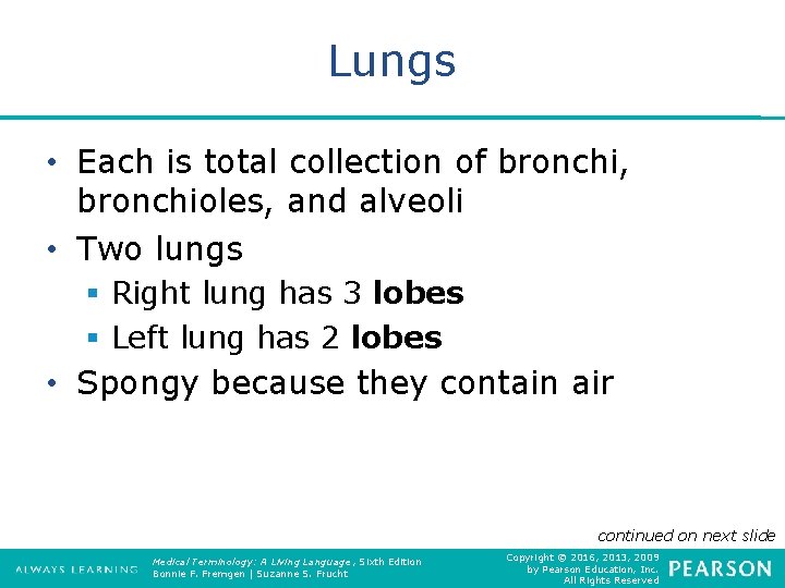 Lungs • Each is total collection of bronchi, bronchioles, and alveoli • Two lungs