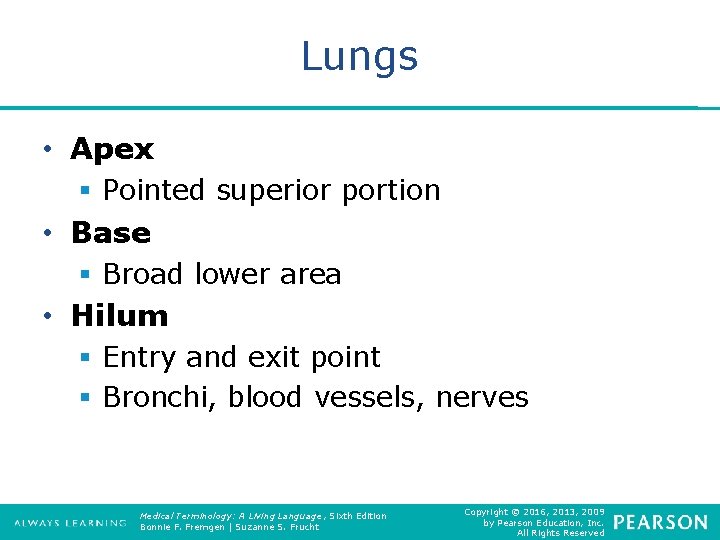 Lungs • Apex § Pointed superior portion • Base § Broad lower area •