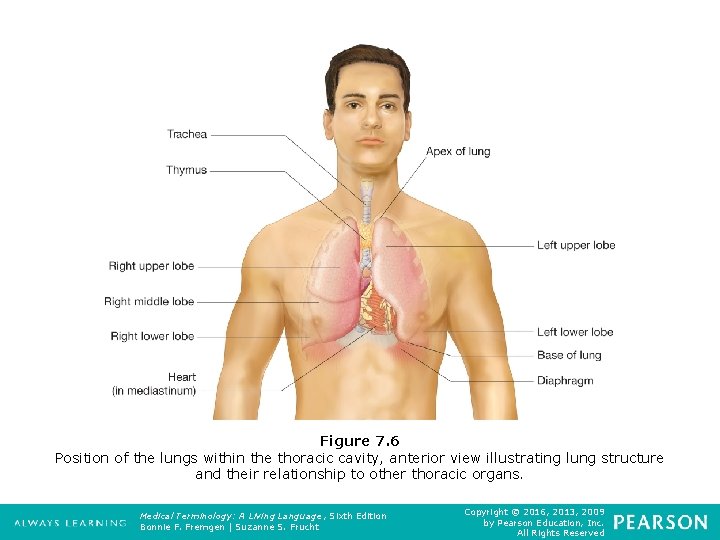 Figure 7. 6 Position of the lungs within the thoracic cavity, anterior view illustrating