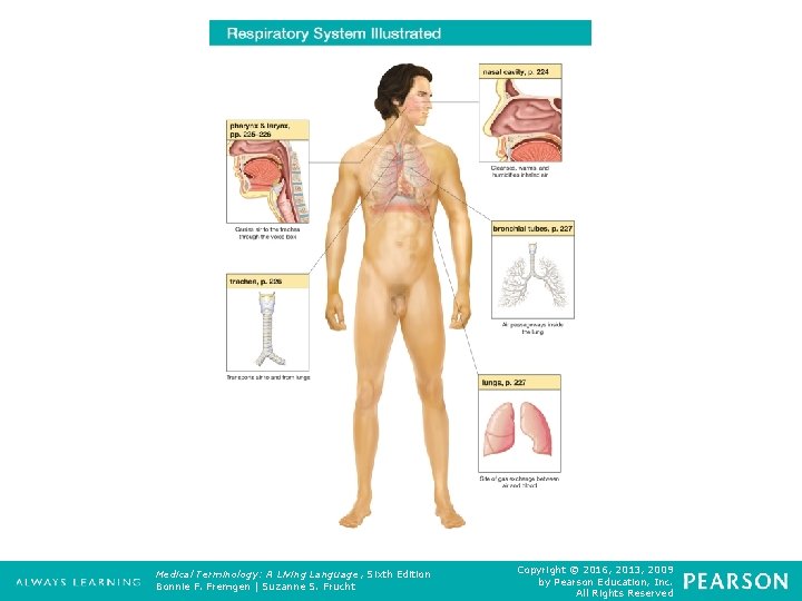 Respiratory System Illustrated Medical Terminology: A Living Language, Sixth Edition Bonnie F. Fremgen |