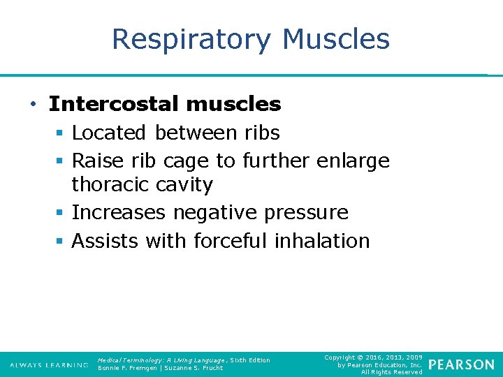 Respiratory Muscles • Intercostal muscles § Located between ribs § Raise rib cage to