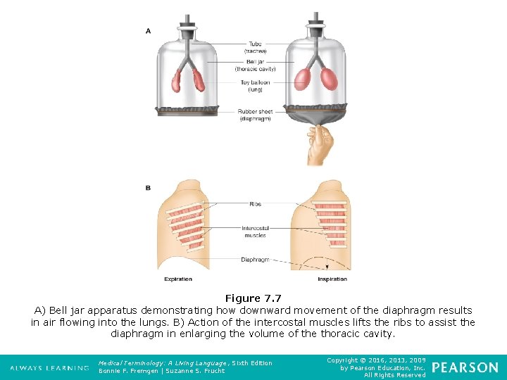 Figure 7. 7 A) Bell jar apparatus demonstrating how downward movement of the diaphragm