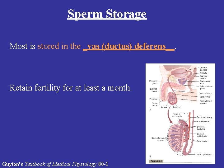 Sperm Storage Most is stored in the _vas (ductus) deferens__. Retain fertility for at Sperm Storage Most is stored in the _vas (ductus) deferens__. Retain fertility for at