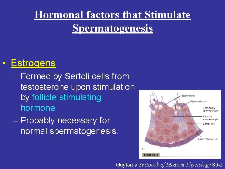 Hormonal factors that Stimulate Spermatogenesis • Estrogens – Formed by Sertoli cells from testosterone Hormonal factors that Stimulate Spermatogenesis • Estrogens – Formed by Sertoli cells from testosterone