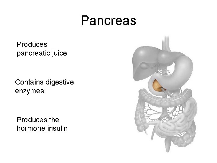 Pancreas Produces pancreatic juice Contains digestive enzymes Produces the hormone insulin 
