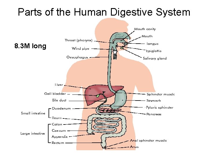 Parts of the Human Digestive System 8. 3 M long 