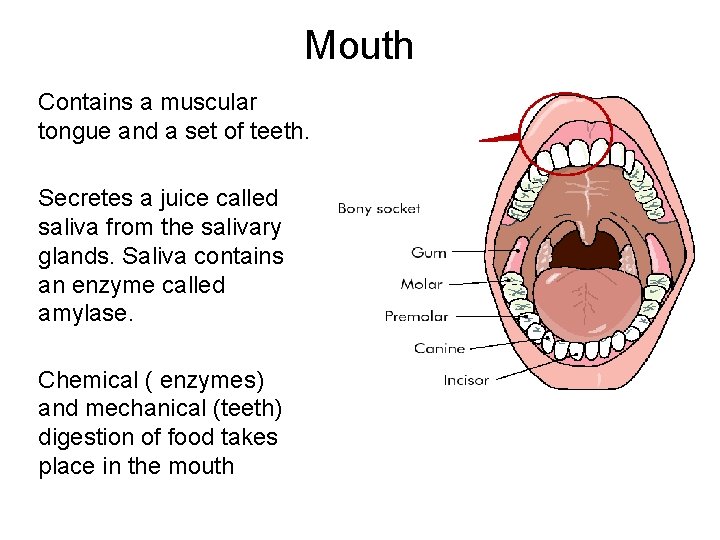 Mouth Contains a muscular tongue and a set of teeth. Secretes a juice called