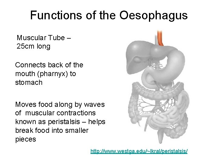 Functions of the Oesophagus Muscular Tube – 25 cm long Connects back of the