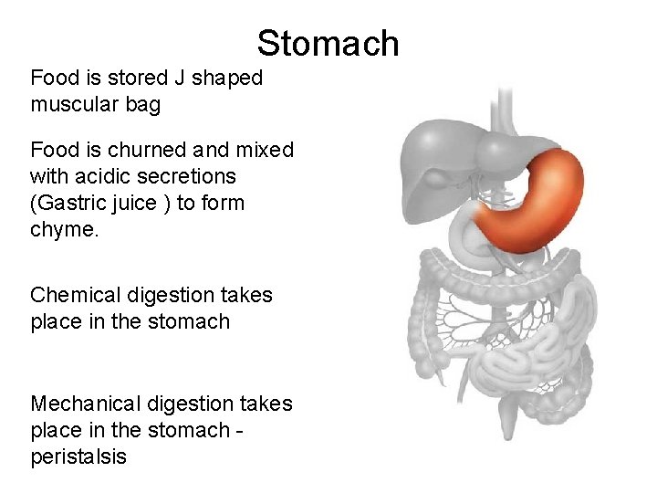 Stomach Food is stored J shaped muscular bag Food is churned and mixed with